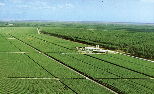 Ginkgo plantations